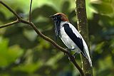 Bearded Bellbirdborder=