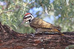 Bearded Woodpecker