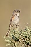 Bell's Sparrowborder=