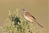 Bell's Sparrowborder=