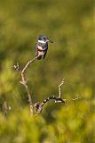 Belted Kingfisher