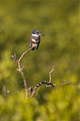 Belted Kingfisher