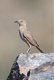 Bendire's Thrasherborder=