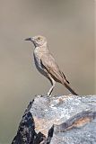 Bendire's Thrasherborder=