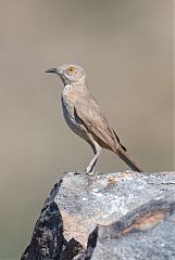 Bendire's Thrasher