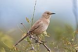 Bendire's Thrasher