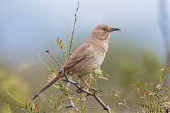 Bendire's Thrasher