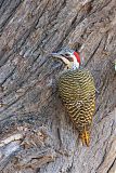 Bennett's Woodpecker