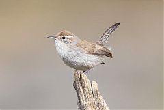 Bewick's Wren