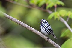 Black-and-white Warbler