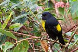 Black-and-yellow Silky-flycatcher