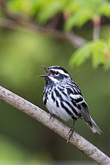 Black-and-white Warbler