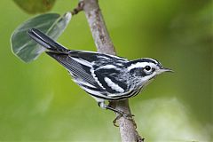 Black-and-white Warbler