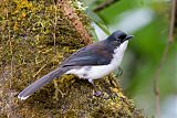 Black-backed Sibia