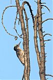 Black-backed Woodpecker