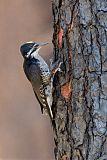 Black-backed Woodpecker