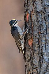 Black-backed Woodpecker