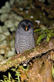 Black-banded Owlborder=