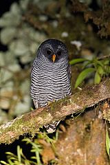 Black-banded Owl