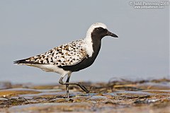 Black-bellied Plover