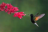 Black-bellied Hummingbirdborder=