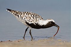 Black-bellied Plover