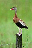 Black-bellied Whistling-Duck