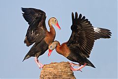 Black-bellied Whistling-Duck