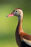 Black-bellied Whistling-Duck