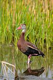 Black-bellied Whistling-Duck