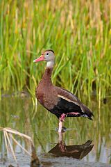 Black-bellied Whistling-Duck