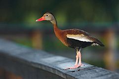 Black-bellied Whistling-Duck