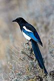 Black-billed Magpieborder=