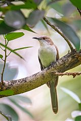 Black-billed Cuckoo