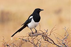 Black-billed Magpie