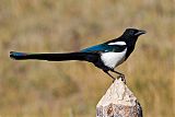 Black-billed Magpieborder=