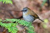 Black-billed Nightingale-Thrushborder=