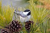 Black-capped Chickadeeborder=