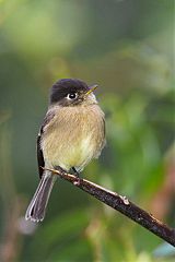 Black-capped Flycatcher