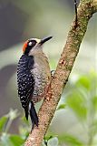 Black-cheeked Woodpecker