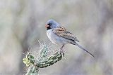 Black-chinned Sparrow