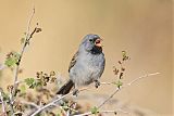 Black-chinned Sparrowborder=
