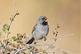 Black-chinned Sparrow