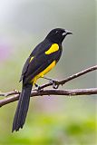 Black-cowled Oriole