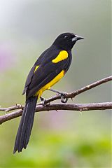 Black-cowled Oriole