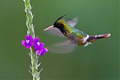 Black-crested Coquette