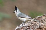 Black-crested Titmouse