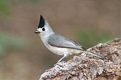 Black-crested Titmouse