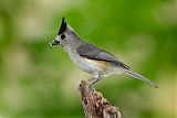 Black-crested Titmouse