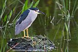 Black-crowned Night-Heronborder=